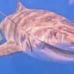 2023年 🦈🌴😱沖縄・宮古島に“5メートル巨大人食いザメ”出現‼️ジョーズ級の恐怖🐋💥ハンターとの死闘🔥観光業＆漁業に深刻打撃⚠️