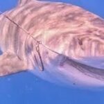 2023年 沖縄・宮古島5m巨大人食いザメ　ジョーズ級vsハンター死闘　漁業＆観光業に深刻影響