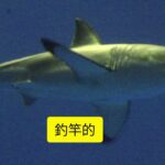 2023年 沖縄・宮古島5m巨大人食いザメ　ジョーズ級vsハンター死闘　漁業＆観光業に深刻影響