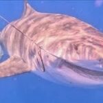 2023年 沖縄・宮古島5m巨大人食いザメ　ジョーズ級vsハンター死闘　漁業＆観光業に深刻影響