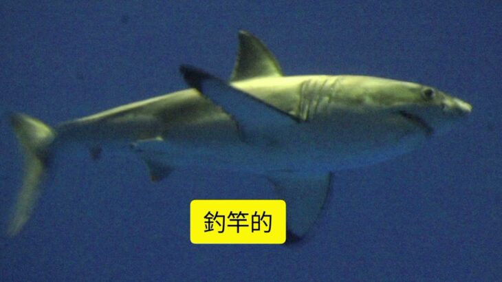 2023年 沖縄・宮古島5m巨大人食いザメ　ジョーズ級vsハンター死闘　漁業＆観光業に深刻影響