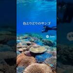 2023年 沖縄旅行 池間島#AI観光 #沖縄観光 #沖縄旅行 #宮古島 #池間島 #池間大橋 #リーフ #展望台 #10秒観光