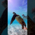 2023年 CODESEA宮古島ツアー参加者全員に最新アクションカメラ撮影動画プレゼント！！