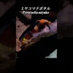 2023年 ホタルひかる 沖縄宮古島の蛍 Fireflies beetle　insects