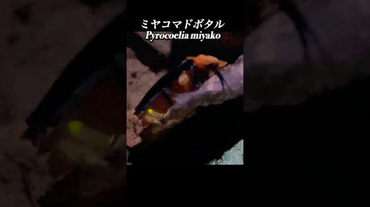 2023年 ホタルひかる 沖縄宮古島の蛍 Fireflies beetle　insects