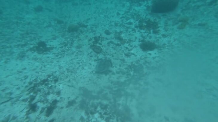 2023年 GH010080　2025.10.27　宮古島わいわいビーチ　ウミガメ