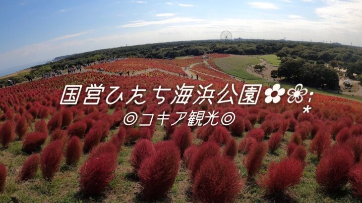 《茨城県》IN Ibaraki Trip 観光 コキア/秋🍂/絶景