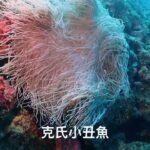 2023年 [Miiyaku帶你玩Miyako] [宮古島潛水] EP.01 來到宮古島怎麼能不潛水？今天來中之島洞窟喔！ #miyakojima#diving#宮古島#潛水#miyakoblue #中之島洞窟