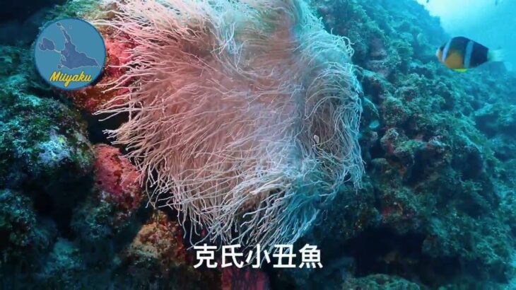 2023年 [Miiyaku帶你玩Miyako] [宮古島潛水] EP.01 來到宮古島怎麼能不潛水？今天來中之島洞窟喔！ #miyakojima#diving#宮古島#潛水#miyakoblue #中之島洞窟