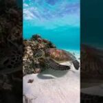 2023年 Miyako Island, Japan 🐢✨ | 宮古島の透き通る海とウミガメ