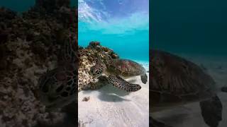 2023年 Miyako Island, Japan 🐢✨ | 宮古島の透き通る海とウミガメ