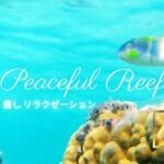 2023年 Peaceful Reef　｢美しい宮古島の海｣海の中・癒し・リラクゼーション・BGM