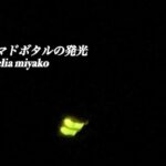 2023年 ホタルの発光 ミヤコマドボタル Pyrocoelia miyako 沖縄宮古島 Fireflies beetle　insects