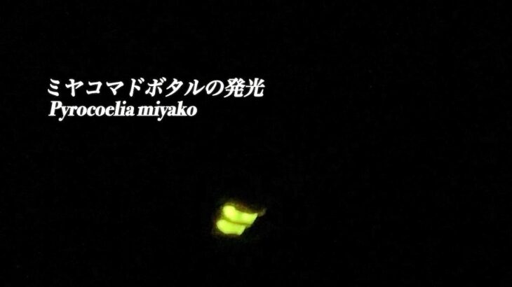 2023年 ホタルの発光 ミヤコマドボタル Pyrocoelia miyako 沖縄宮古島 Fireflies beetle　insects