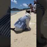 2023年 YouTuber猫のビア、宮古島で撮影🏝️ #aicat #cat #かしわねこ #aicatstories #ai #猫好きさんと繋がりたい #ねこ #cute #funny #sora2