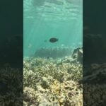 2023年 미야코지마 스노쿨링 #beach