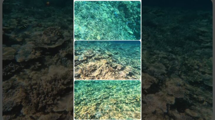2023年 海に入ってる時は時が止まる、、 #beach #travel #宮古島 #シュノーケリング