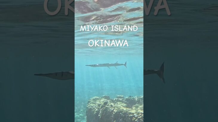 2023年 #スノーケリング #宮古島 #fish #tropicalfish #シュノーケリング