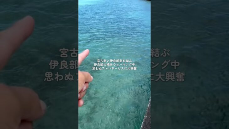 2023年 沖縄県宮古島市と伊良部島を結ぶ伊良部大橋から見た景色 #沖縄 #宮古島 #伊良部大橋 #ロウニンアジ #gianttrevally #shortvideo