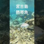 2023年 宮古島の熱帯魚達　https://youtube.com/@miyakojima3540?si=89PGbDIEBDkmXEOl