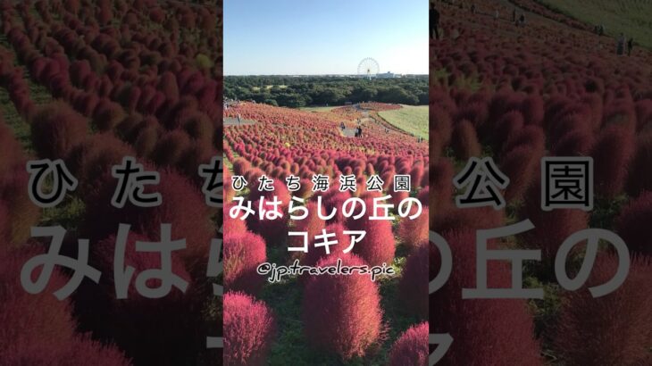 #国営ひたち海浜公園 #日本 #japan #観光 #旅行 #日本の絶景 #秋 #紅葉 #コキア #ひたち海浜公園 #茨城県 #shorts #short #shortvideo #travel