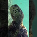 2023年 미야코지마 거북이 #miyakojima #turtle