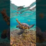 2023年 #sea #ocean #seaturtle #turtle #宮古島 #curiosidades #bichos #animais .