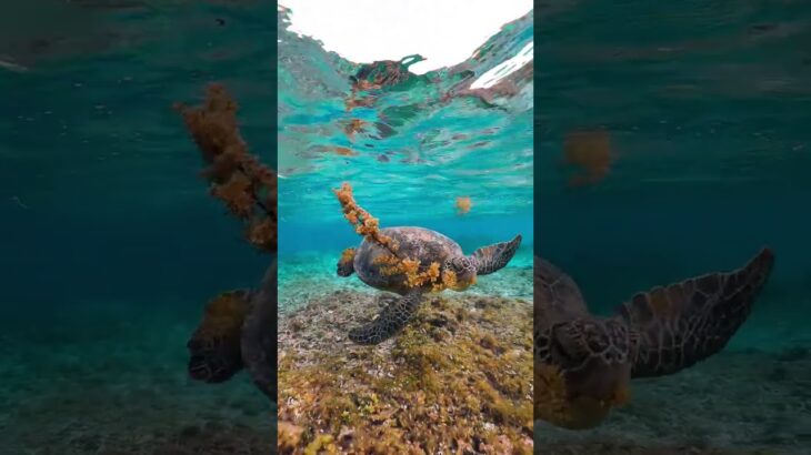 2023年 #sea #ocean #seaturtle #turtle #宮古島 #curiosidades #bichos #animais .