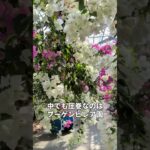 2023年 花いっぱい！！ユートピアファーム宮古島さんにお邪魔しました！！ #shorts