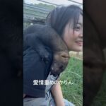 2023年 イタチのタイラを知っていますか？#tayra #タイラ