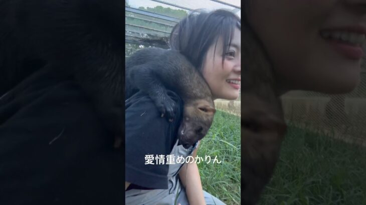 2023年 イタチのタイラを知っていますか？#tayra #タイラ