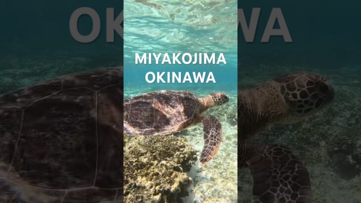 2023年 #宮古島 #シュノーケリング #tropicalfish #スノーケリング