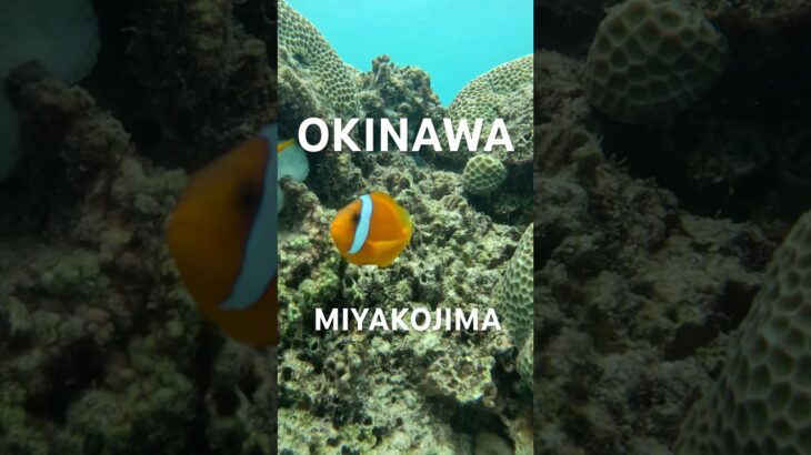 2023年 #宮古島 #シュノーケリング #tropicalfish #スノーケリング