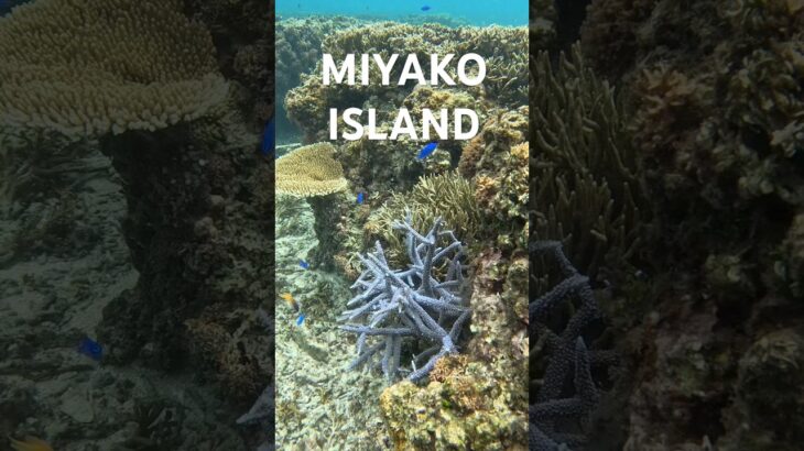 2023年 #宮古島 #スノーケリング #tropicalfish #シュノーケリング