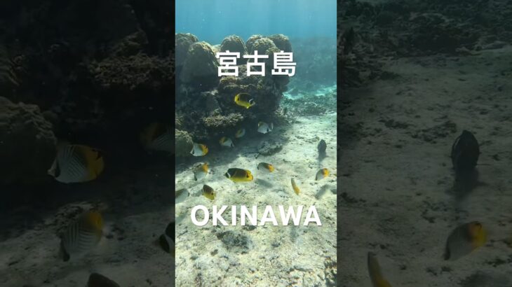 2023年 #スノーケリング #宮古島 #tropicalfish #シュノーケリング