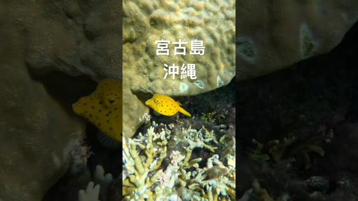 2023年 #スノーケリング #宮古島 #tropicalfish #シュノーケリング #熱帯魚