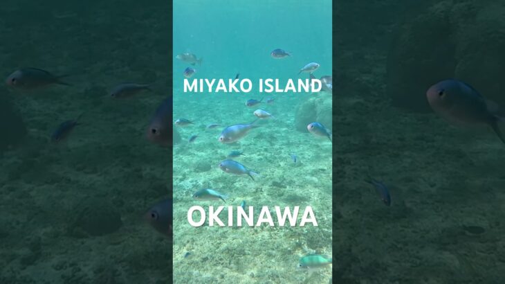 2023年 #宮古島 #スノーケリング #熱帯魚 #シュノーケリング #tropicalfish