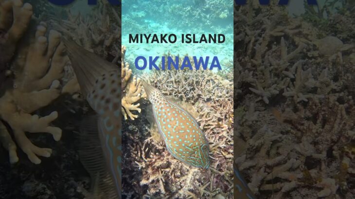 2023年 #スノーケリング #宮古島 #tropicalfish #シュノーケリング