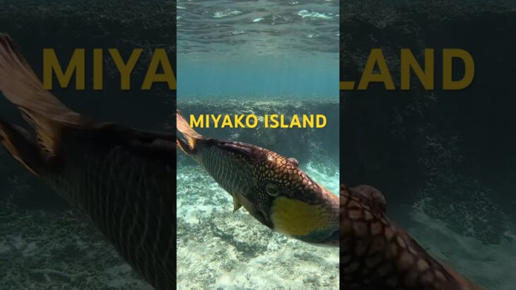 2023年 #スノーケリング #宮古島 #シュノーケリング #tropicalfish