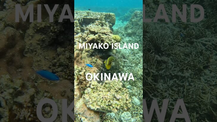 2023年 #宮古島 #スノーケリング #熱帯魚 #シュノーケリング #tropicalfish
