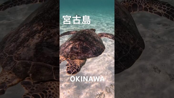 2023年 #宮古島 #turtle #スノーケリング #ウミガメ #スノーケリング