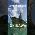 2023年 #スノーケリング #turtle #宮古島 #シュノーケリング #ウミガメ