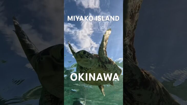 2023年 #スノーケリング #turtle #宮古島 #シュノーケリング #ウミガメ