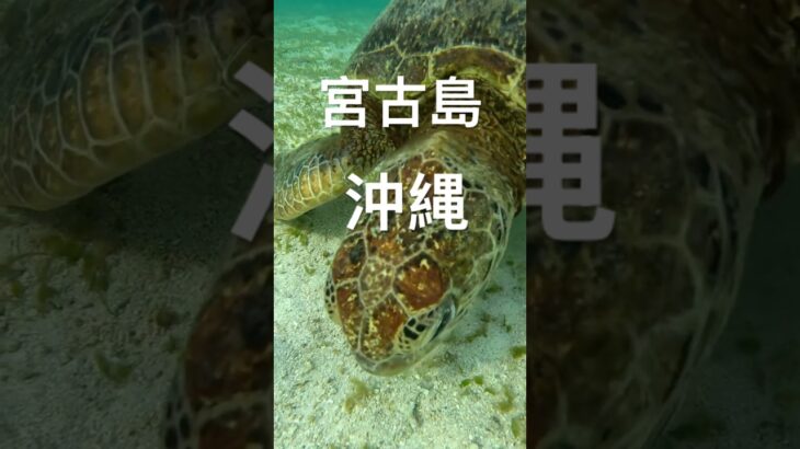 2023年 #turtle #宮古島 #スノーケリング #シュノーケリング #ウミガメ