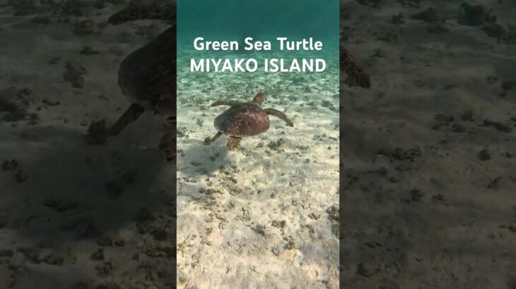 2023年 #turtle #宮古島 #スノーケリング #ウミガメ #シュノーケリング