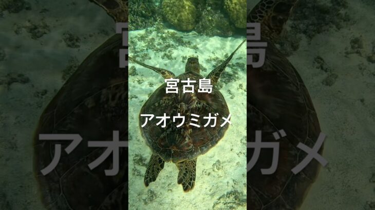 2023年 #turtle #宮古島 #スノーケリング #ウミガメ  #シュノーケリング
