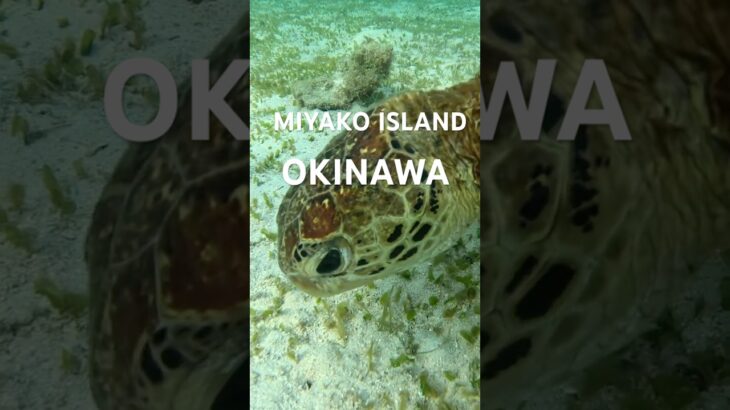 2023年 #turtle #宮古島 #スノーケリング #ウミガメ #シュノーケリング