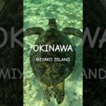 2023年 #turtle #宮古島 #スノーケリング #ウミガメ #シュノーケリング