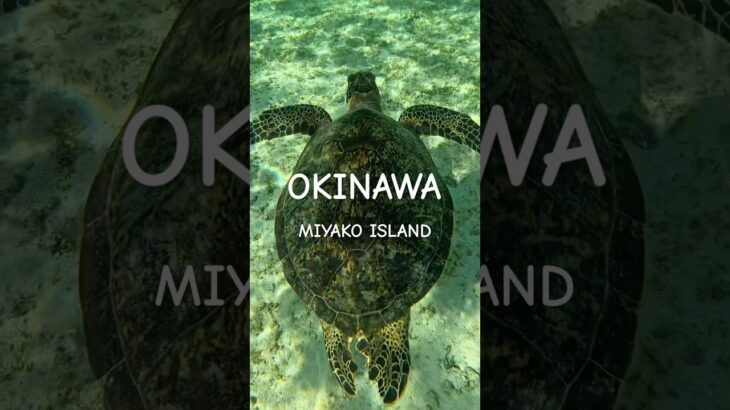 2023年 #turtle #宮古島 #スノーケリング #ウミガメ #シュノーケリング