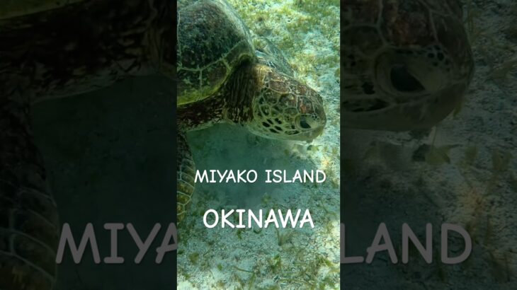 2023年 #turtle #宮古島 #スノーケリング #アオウミガメ #シュノーケリング